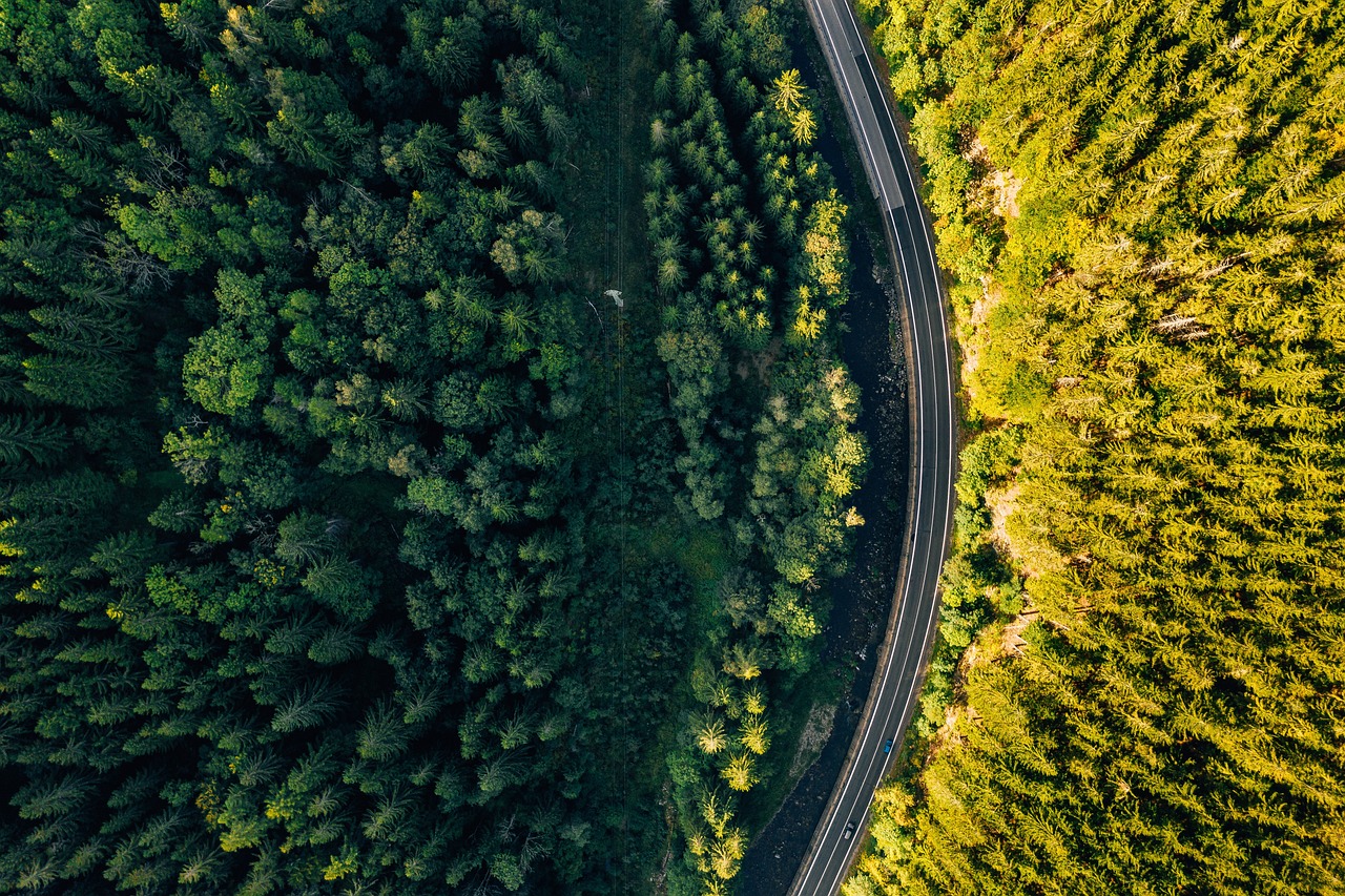 forest drone