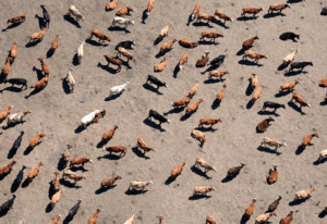 Drone/ariel shot of farm animals